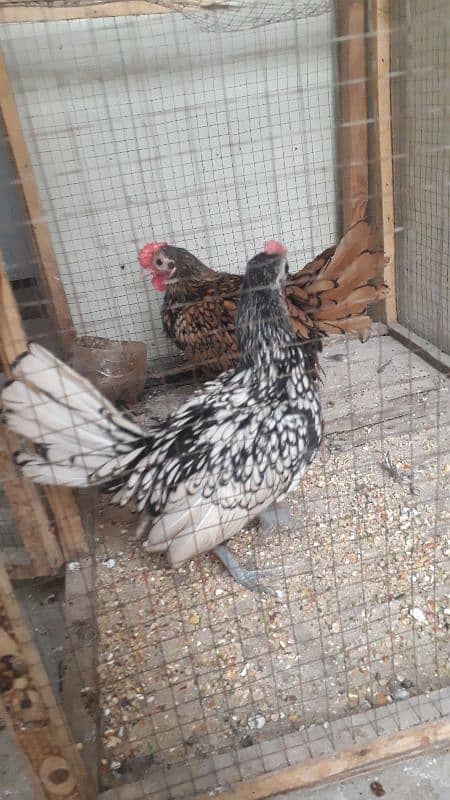 silver and golden subright 2 males/whats app 03200146864 0