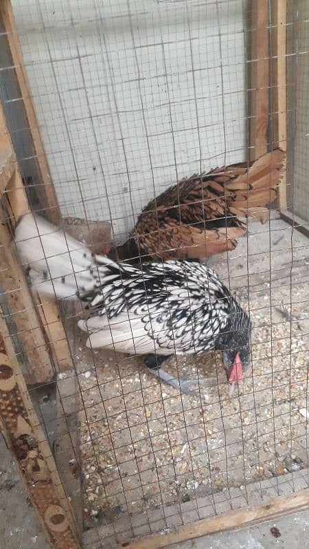 silver and golden subright 2 males/whats app 03200146864 2