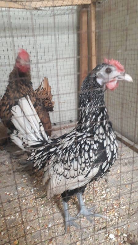 silver and golden subright 2 males/whats app 03200146864 6