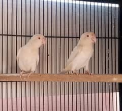 Albino red eye pair