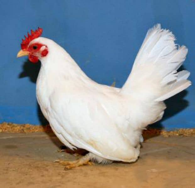 03120822958. Fancy Breadr Pair Active Healthy Eggs Laing For sale 10