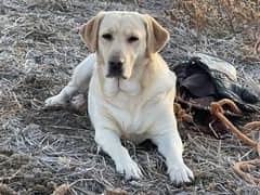 Pure British Labradog Female