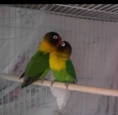 love bird