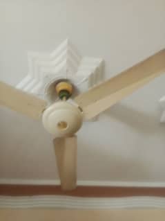 fan