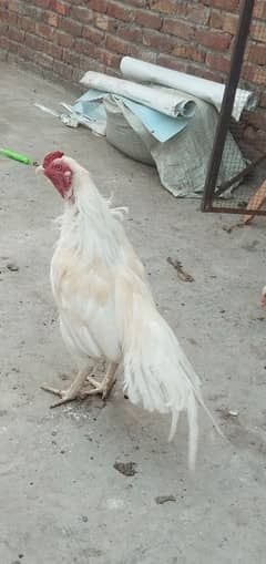 paper white Heera male breader