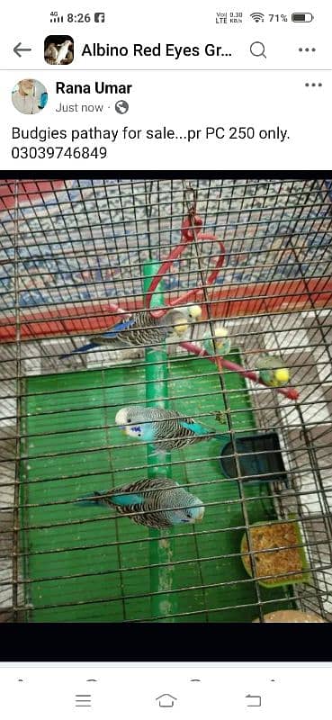 budgies pathay 250 each 03039746849 0