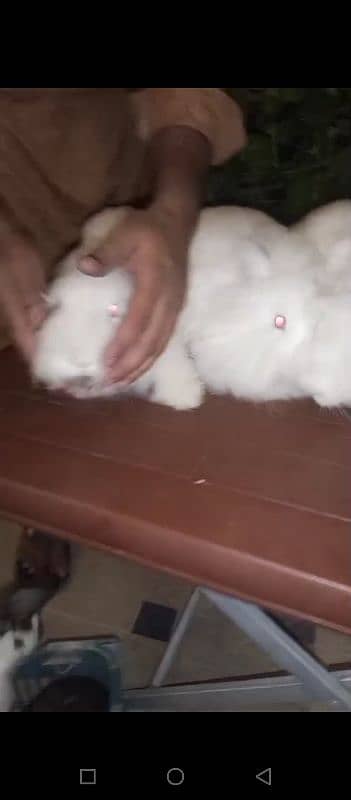 mini checked angora 1