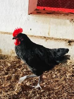 Australorp Muragh/Murghi 03425810410