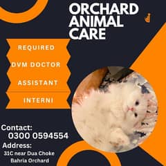 Required Veterinary doctor