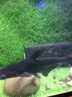 adult full size shark for sale ready for breed