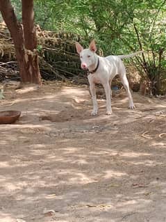 gultair female dog for sale