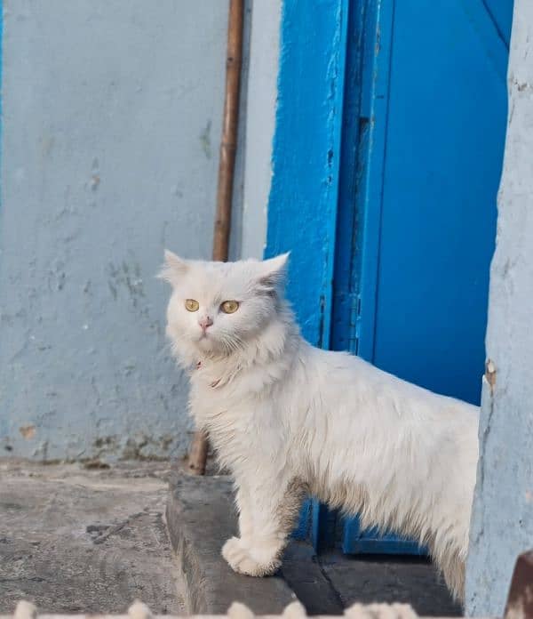 white persian Cat triple coated 0