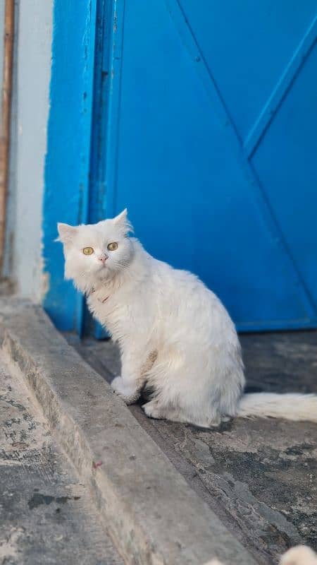 white persian Cat triple coated 4