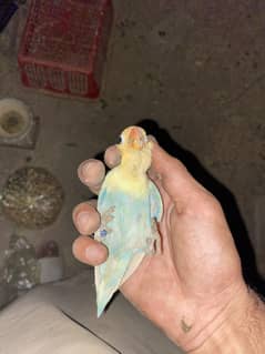 Love bird male for sale