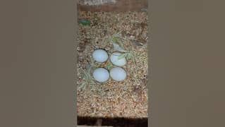 Fisher eggs for sale