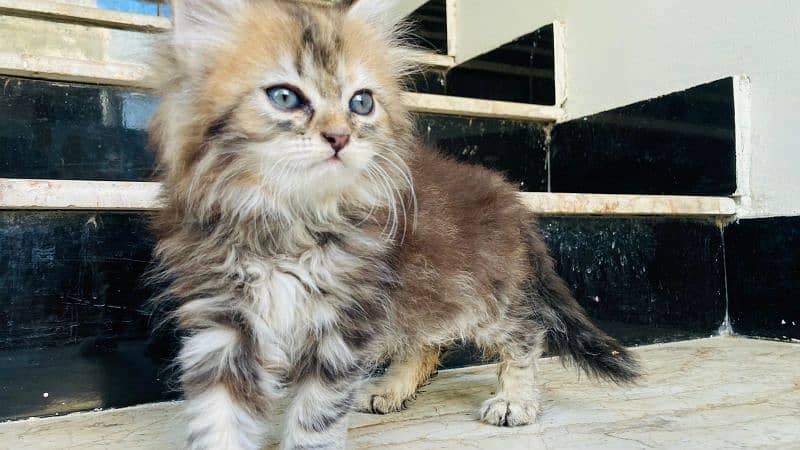 Persian kittens for sale 1