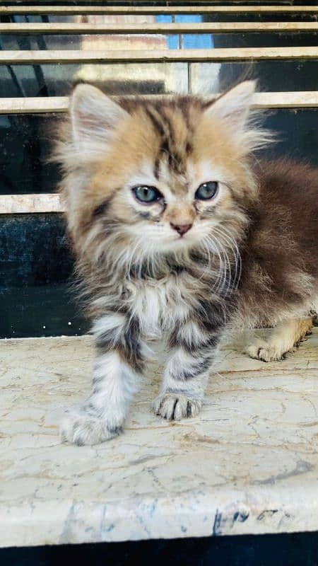 Persian kittens for sale 2