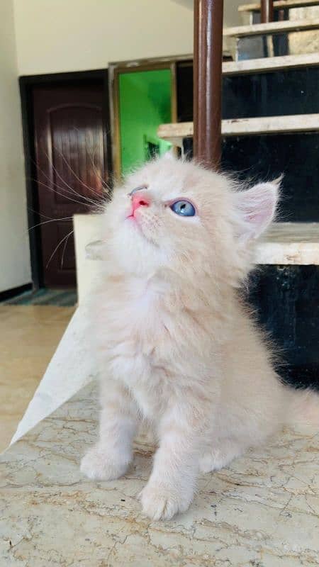 Persian kittens for sale 3