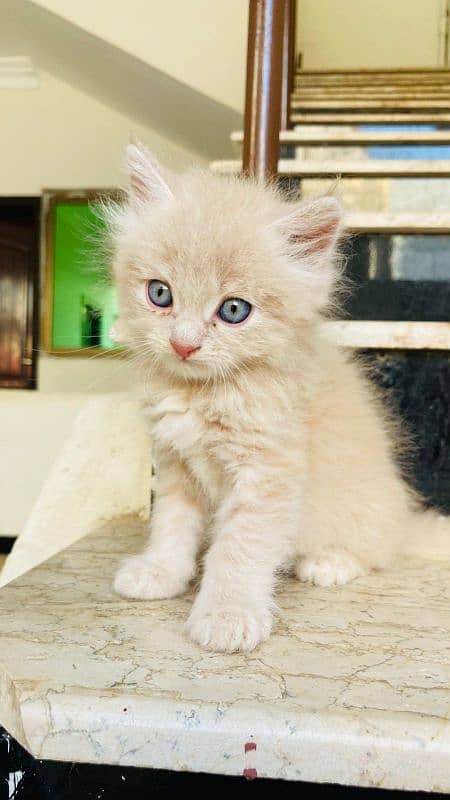 Persian kittens for sale 4