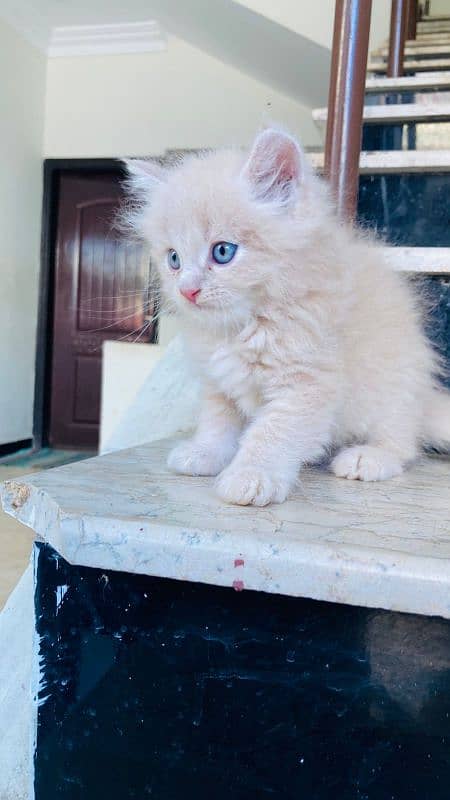 Persian kittens for sale 6