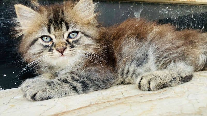 Persian kittens for sale 10