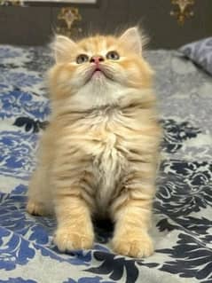 PERSIAN KITTEN FOR SALE ONLY CONTACT WHATUP 03201711036