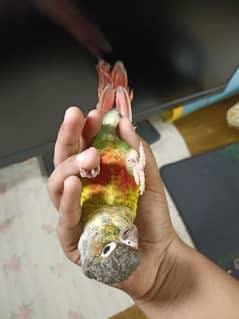 Hand tamed Cheek Yellow-sided Conure – DOUBLE RED FACTOR