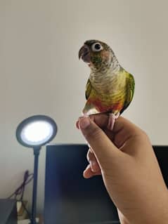 Hand tamed Cheek Yellow-sided Conure – DOUBLE RED FACTOR