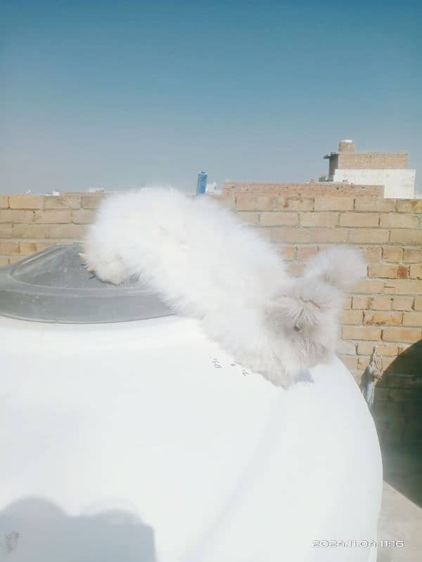 English AngOra 2 Years old Breeder Female for Sale 1