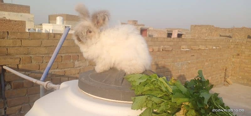 English AngOra 2 Years old Breeder Female for Sale 4