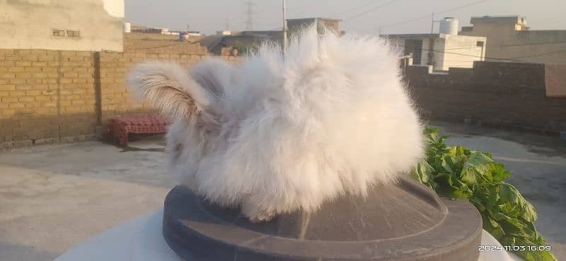 English AngOra 2 Years old Breeder Female for Sale 5