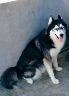 Husky Alaskan malamute