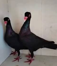 Danish Black pigeon