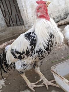 Aseel roosters available for sale