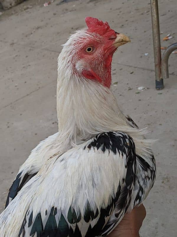 Aseel roosters available for sale 1