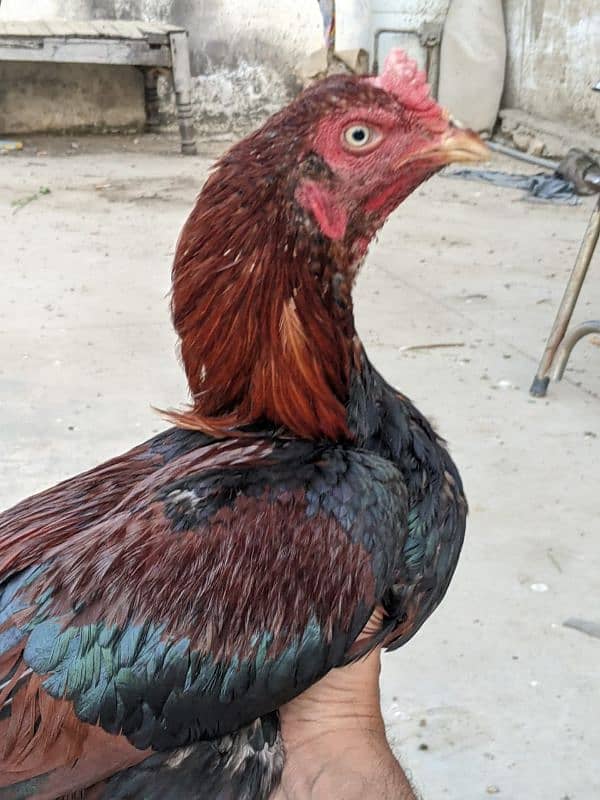 Aseel roosters available for sale 2