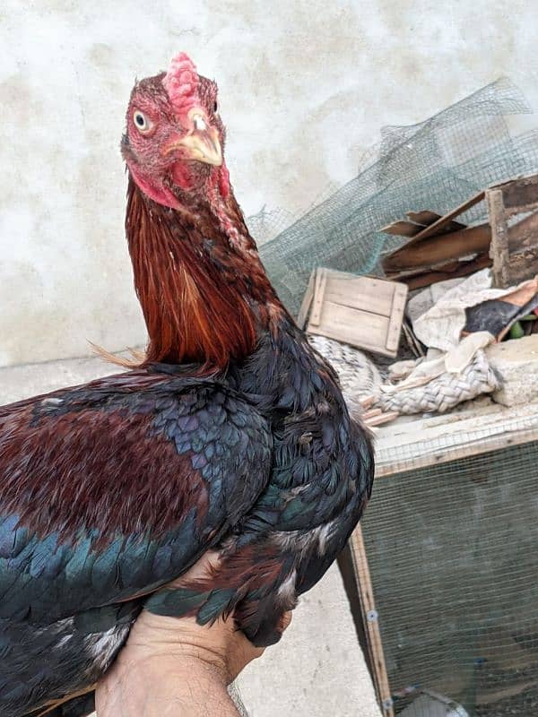 Aseel roosters available for sale 3