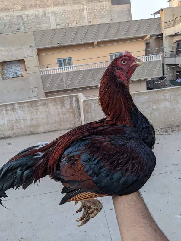 Aseel roosters available for sale 4