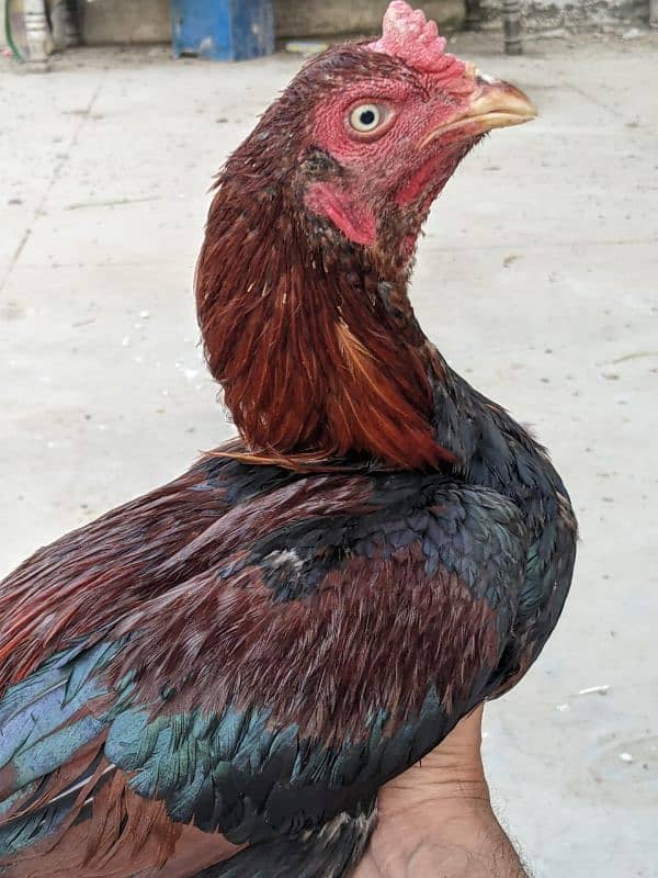 Aseel roosters available for sale 5