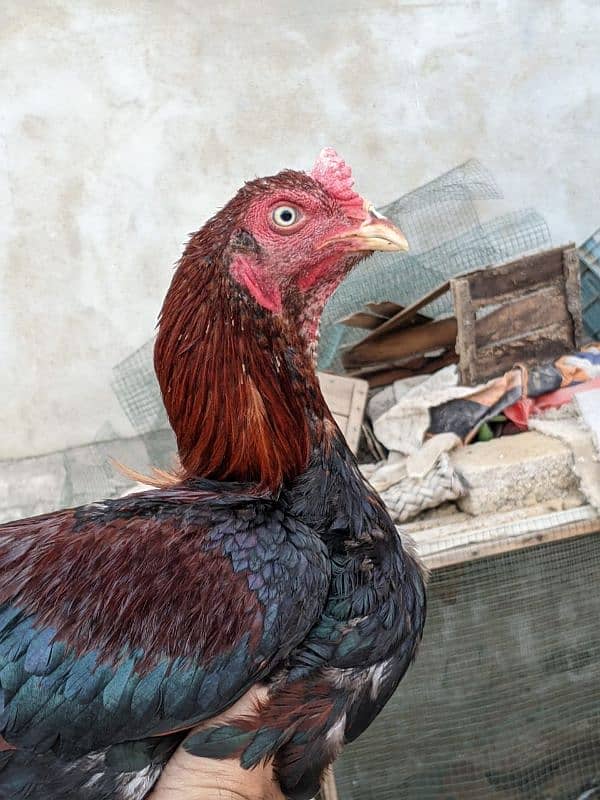 Aseel roosters available for sale 6