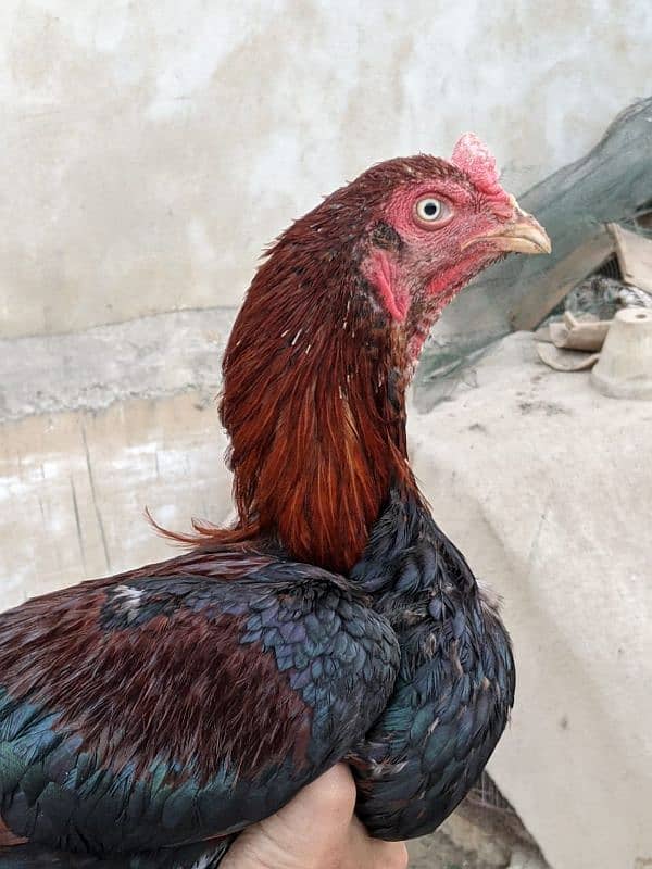 Aseel roosters available for sale 7