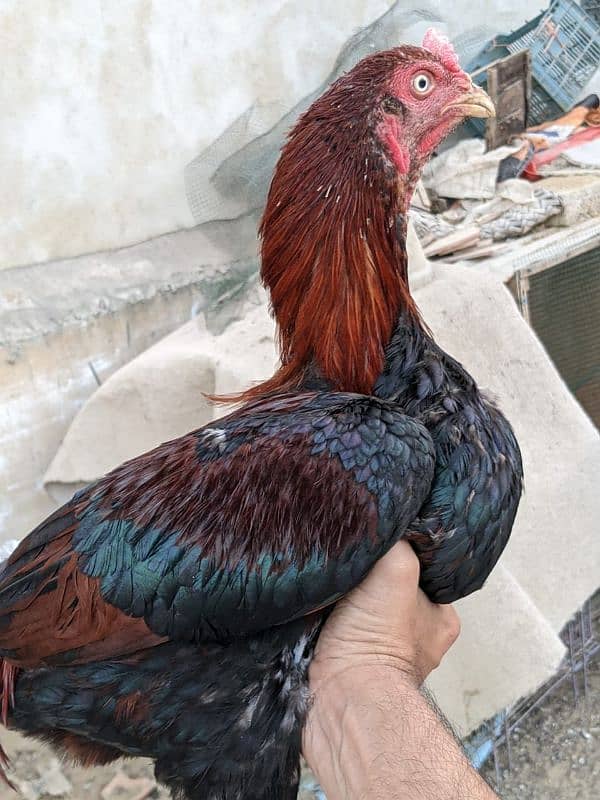 Aseel roosters available for sale 8