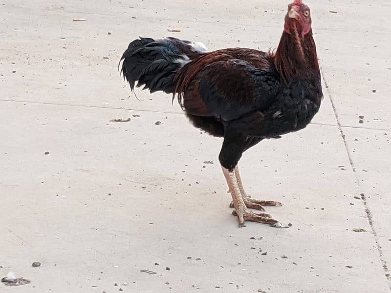 Aseel roosters available for sale 9