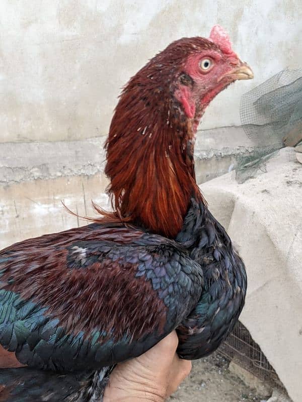 Aseel roosters available for sale 10