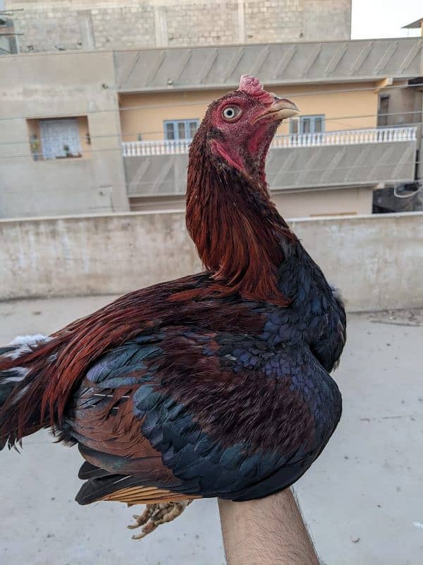 Aseel roosters available for sale 11