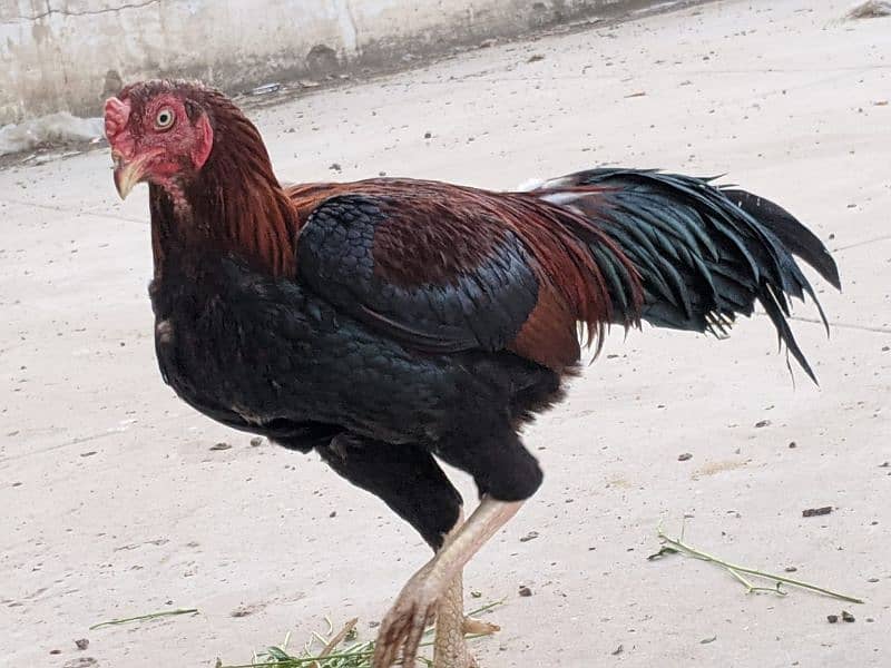 Aseel roosters available for sale 12