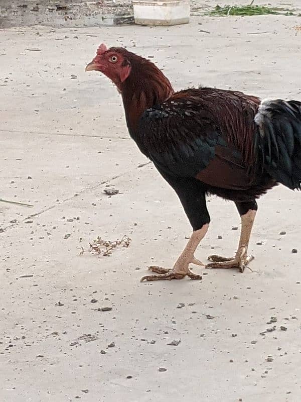 Aseel roosters available for sale 13