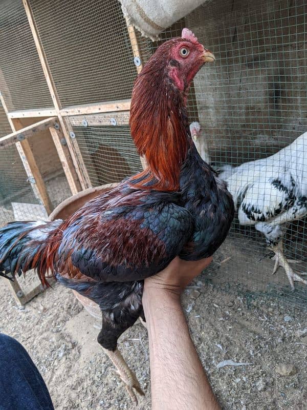 Aseel roosters available for sale 14