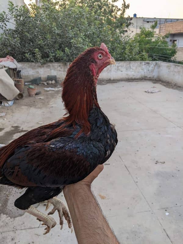 Aseel roosters available for sale 15