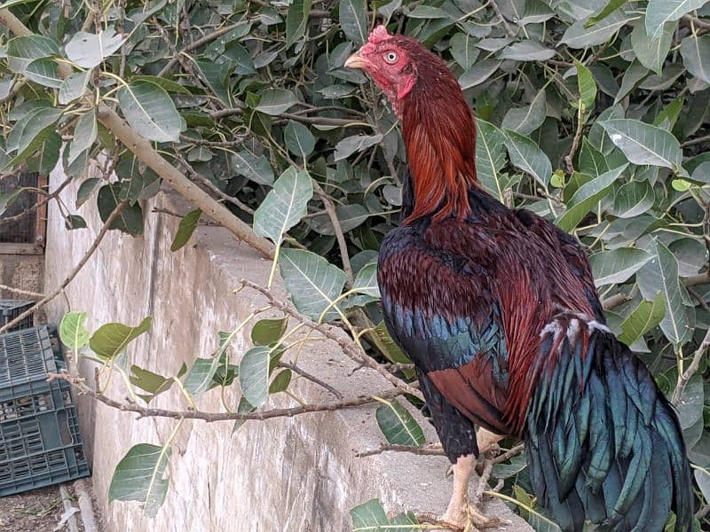 Aseel roosters available for sale 16